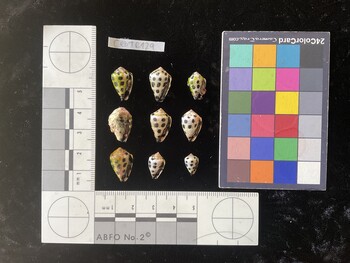 CebTR129; 16x10x13 ventral photo thumbnail