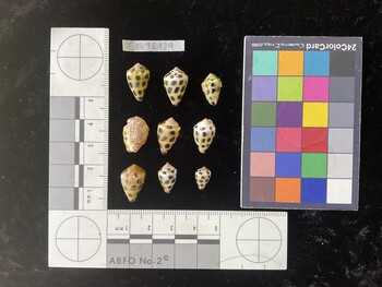 CebTR129; 16x10x13 dorsal photo thumbnail