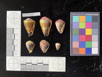 CflTR004; 30x19x25 ventral photo thumbnail