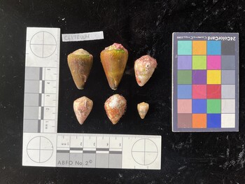 CflTR004; 30x19x25 dorsal photo thumbnail