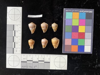 CmilTR030; 18.5x12.5x14.5 ventral photo thumbnail