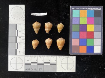 CmilTR030; 18.5x12.5x14.5 dorsal photo thumbnail