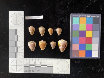 CmilTR036; 16x10x13 ventral photo thumbnail