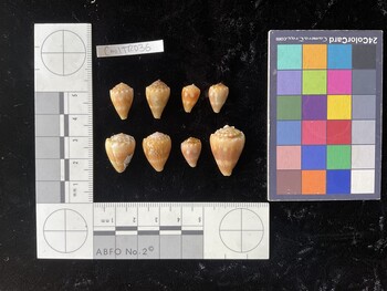 CmilTR036; 16x10x13 dorsal photo thumbnail