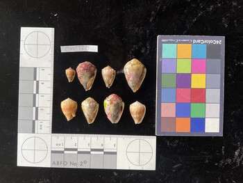 CmilTR044; 11x7x9 ventral photo thumbnail