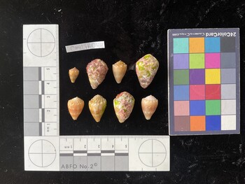 CmilTR044; 11x7x9 dorsal photo thumbnail