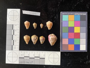 CmilTR052; 16x10x13 ventral photo thumbnail