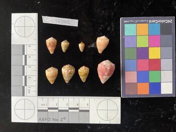 CmilTR052; 16x10x13 dorsal photo thumbnail