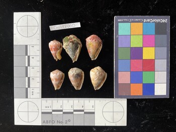 CmilTR060; 18.5x12x15 ventral photo thumbnail