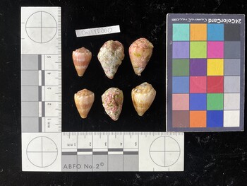 CmilTR060; 18.5x12x15 dorsal photo thumbnail