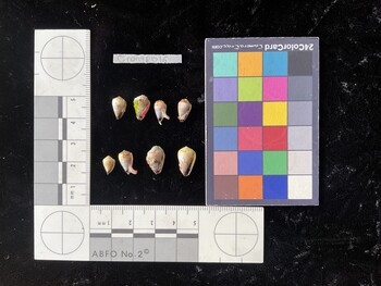CnanTR016; 10.5x6.5x8.5 ventral photo thumbnail