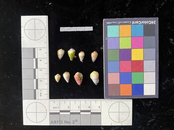 CnanTR016; 10.5x6.5x8.5 dorsal photo thumbnail
