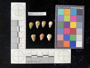CnanTR024; 10.5x7x9 dorsal photo thumbnail