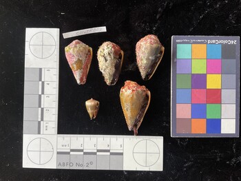 ClivTR023; 32x19x25.5 ventral photo thumbnail