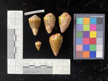 ClivTR023; 32x19x25.5 dorsal photo thumbnail