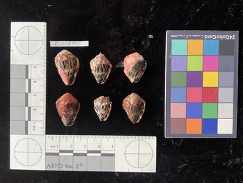 CchTR005; 24.5x16x19.5 ventral photo thumbnail