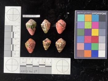 CchTR005; 24.5x16x19.5 dorsal photo thumbnail