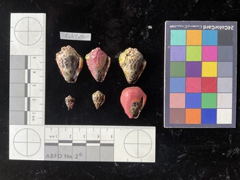CchTR011; 27x18x19 ventral photo thumbnail