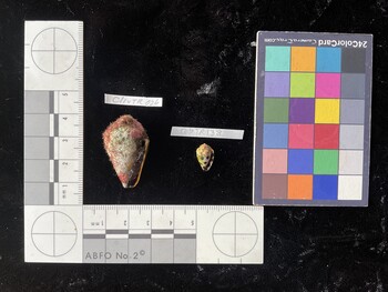 CebTR138; 12.5x7.5x10 ventral photo thumbnail