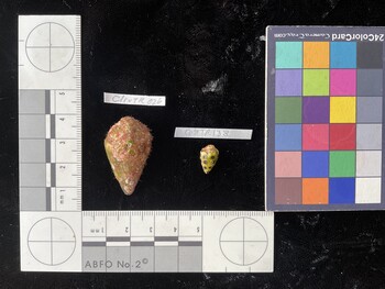 CebTR138; 12.5x7.5x10 dorsal photo thumbnail