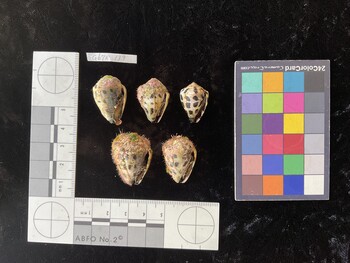 CebTR139; 26.5x18x20.5 ventral photo thumbnail