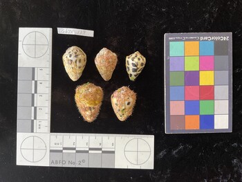 CebTR139; 26.5x18x20.5 dorsal photo thumbnail