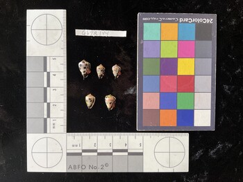 CebTR144; 11.5x7x9.5 ventral photo thumbnail