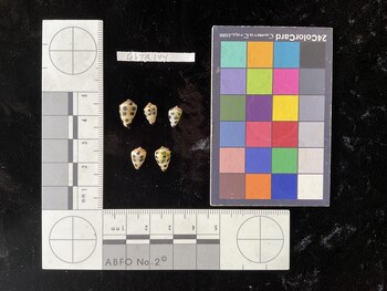 CebTR144; 11.5x7x9.5 dorsal photo thumbnail
