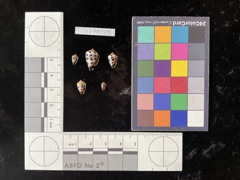 CebTR149; 7x4x5.5 ventral photo thumbnail