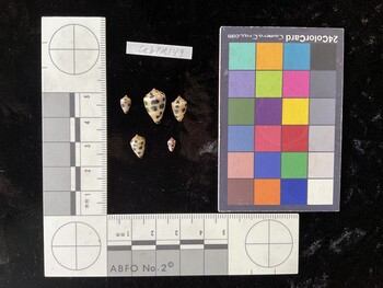 CebTR149; 7x4x5.5 dorsal photo thumbnail