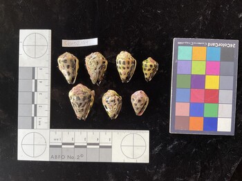 CebTR154; 25.5x16x20 ventral photo thumbnail