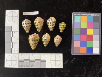 CebTR154; 25.5x16x20 dorsal photo thumbnail