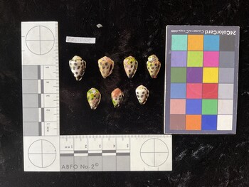 CebTR168; 17.5x11x14 ventral photo thumbnail