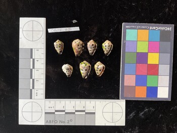 CebTR175; 14.5x9x11.5 ventral photo thumbnail