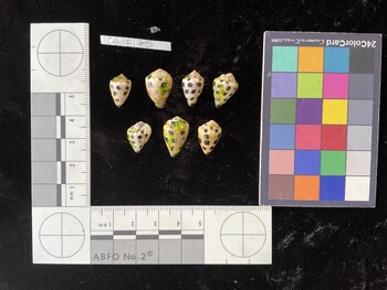 CebTR175; 14.5x9x11.5 dorsal photo thumbnail