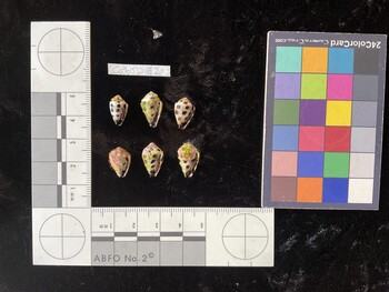 CebTR182; 13x8x9.5 ventral photo thumbnail