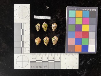 CebTR182; 13x8x9.5 dorsal photo thumbnail