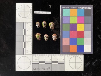CebTR216; 10x6.5x8 ventral photo thumbnail
