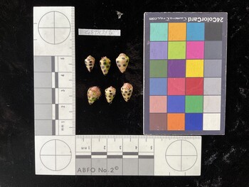 CebTR216; 10x6.5x8 dorsal photo thumbnail