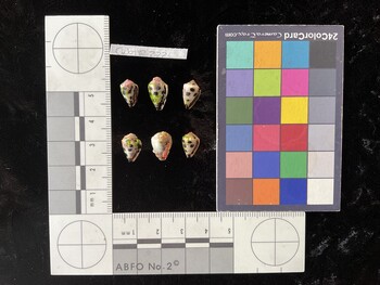 CebTR222; 11x7x9 ventral photo thumbnail