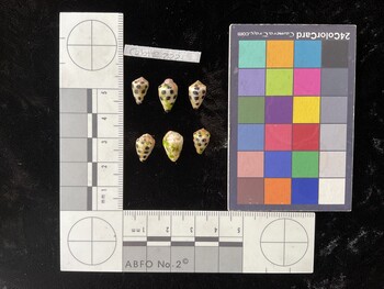 CebTR222; 11x7x9 dorsal photo thumbnail