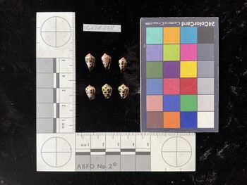CebTR228; 10.5x6.5x8.5 ventral photo thumbnail