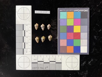 CebTR228; 10.5x6.5x8.5 dorsal photo thumbnail