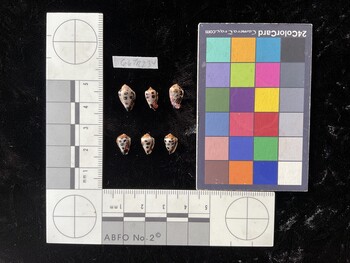 CebTR234; 12x7x8.5 ventral photo thumbnail