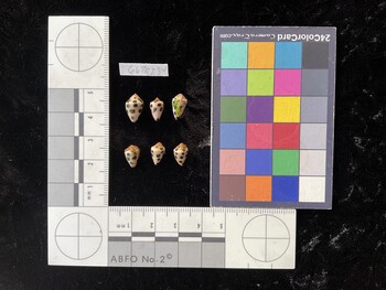 CebTR234; 12x7x8.5 dorsal photo thumbnail