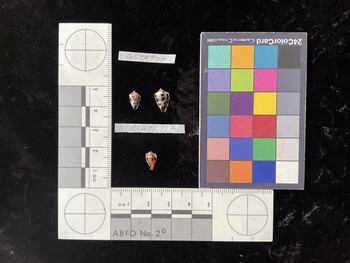 CchTR017; 9x5.5x7 ventral photo thumbnail