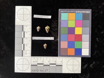 CchTR017; 9x5.5x7 dorsal photo thumbnail