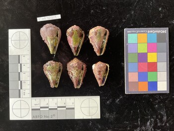 CratTR019; 34.5*x22.5x27 ventral photo thumbnail