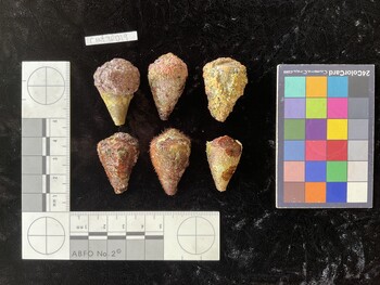 CratTR019; 34.5*x22.5x27 dorsal photo thumbnail