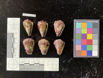 CratTR025; 32.5x20x27 ventral photo thumbnail